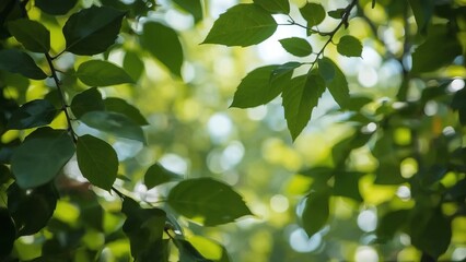Close-up of lush green leaves on a tree, creating a serene and vibrant atmosphere.