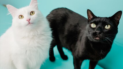 Two cats posing on turquoise background: white and black felines showing curiosity