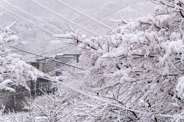snow-covered trees and building on a snowy day