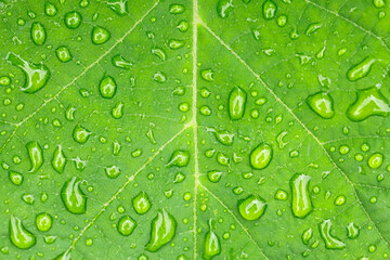 top view of raindrops on green leaf, natural background with water drops after rain on a plant
