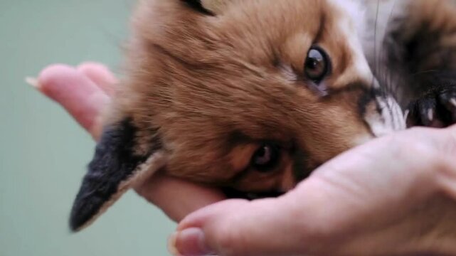 手のひらサイズの小さなきつねの赤ちゃん