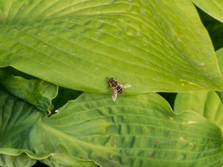 A hoverfly, likely Eristalis tenax (drone fly), resting on the vibrant green leaf of a hosta plant,...