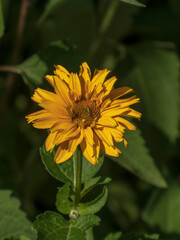 Captivating close-up of a vibrant yellow False Sunflower in bloom