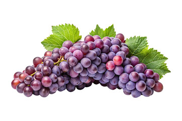 Fototapeta premium Freshly harvested concord grapes with vibrant colors and healthy green leaves