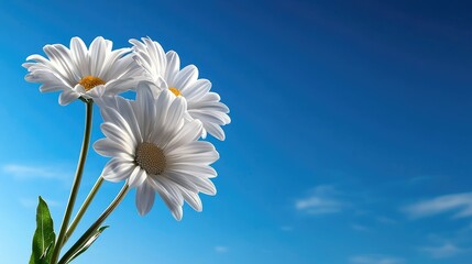 Three White Daisies Against a Vivid Blue Sky