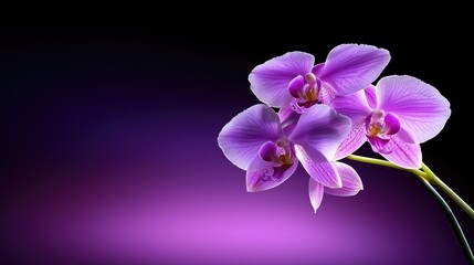 Elegant Purple Orchids Against a Deep Purple Background