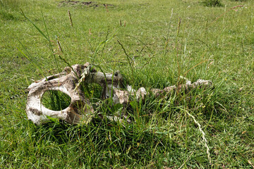 Weathered animal bones rest among blades of green grass, in a field on a sunny day, with natural...
