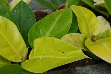 Vibrant green leaf in a detailed close-up, showcasing its intricate veins and fresh texture. A...