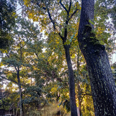 Obraz premium Morning Sunlight Streaming Through Urban Forest Trees