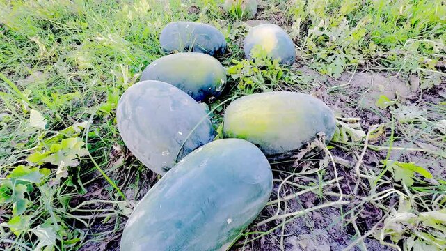 Watermelon farming in lush green fields, Summer watermelon harvest in open fields, Natural watermelon growth process in fields