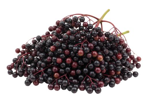 Elderberry Benefits: Uses, Nutritional Value & Recipes on transparent background