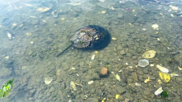 A horseshoe crab sits in shallow water