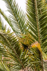Psittacula krameri pertenece a la familia de Psittaculidae.