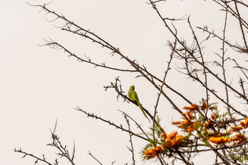 Psittacula krameri pertenece a la familia de Psittaculidae.