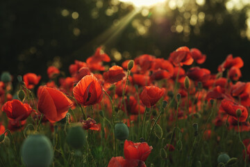 Scenic Poppy Field in Full Bloom – Tranquil Nature Landscape