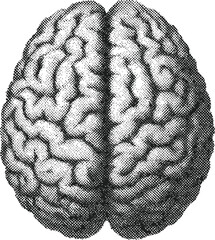 Anatomical Marvel: A detailed top-down view showcases the intricate structure of a human brain, rendered in a classic black-and-white style. Ideal for medical, educational, and scientific projects.