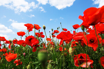 Endless beautiful field of blooming red poppies against the background of a clear sky with clouds....