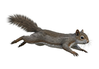 Eastern Gray Squirrel in Motion: Wildlife Photography -  Leaping Rodent on transparent background © mahboob