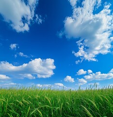 Obraz premium Blue sky, white clouds, and green wheat ears under the blue sky. The background is a wide-angle lens, with clear details of grain textures and bright colors. Bright natural light 