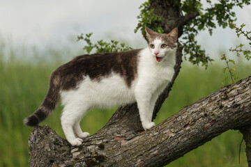 cat on a tree