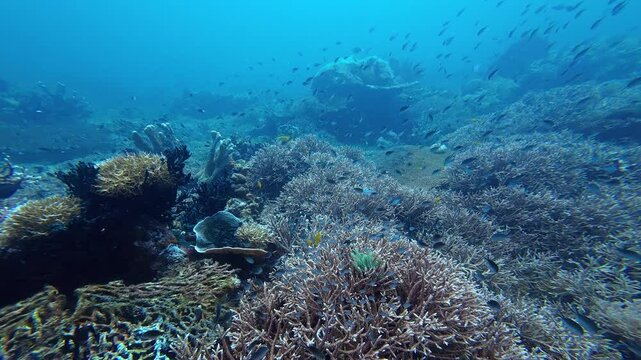 Sangalaki, Indonesia: Underwater point of view footage of a diver with soft coral in the Maratua in the Derawan islands in Indonesia Borneo, Kalimantan