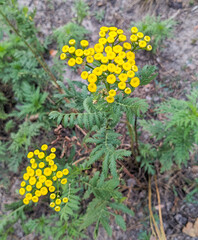 Yellow tansy flowers bloom in dense, button-like clusters above feathery green leaves. Traditionally used in herbal medicine, tansy has been valued for its anti-inflammatory and digestive properties.