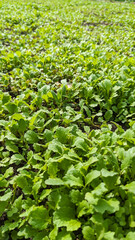 Young mustard sprouts grow densely in rich soil. As a natural siderate, mustard nourishes and enriches the earth, improving soil fertility and structure in sustainable farming.