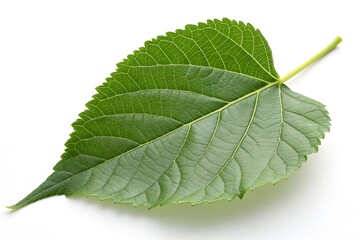 Fototapeta premium Close-up of a vibrant green leaf showcasing intricate vein patterns against a white background