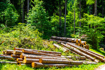 Fototapeta premium Sawn off dead tree trunks trees in the forest Austria.