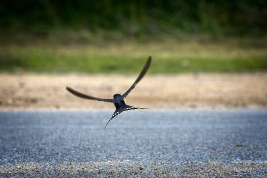 swallow. flying swallow with spread wings. sunny day