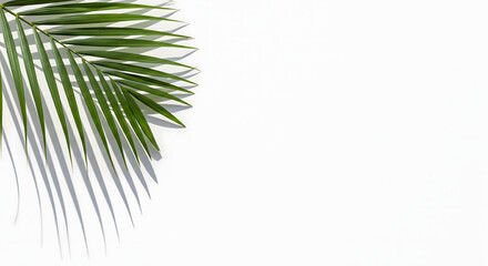Palm Frond with Detailed Shadows on White Wall – Full Leaf in Top-Left Corner with Ample Negative Space in 16:9 Composition, Perfect for Luxury Branding, Tropical Design, or Seasonal Marketing Content