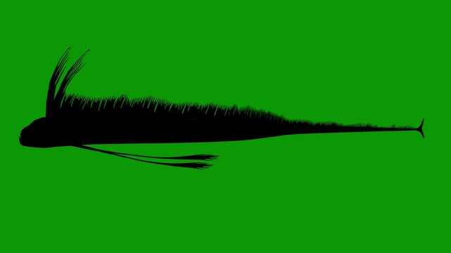 Hairtail Black Silhouette Animation Left Side  on Green Screen