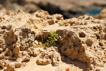 Desert Plant Growing Among Coastal Rocks in Cyprus, Close-up of a small succulent plant thriving in...