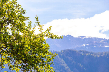 Alpine mountain landscape panorama green fields forest blue sky and snow.
