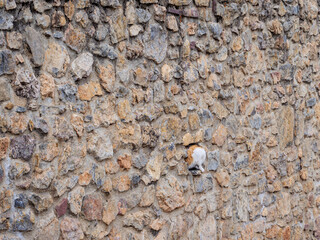Curious cat discovers mysterious hideaway in ancient stone ruins