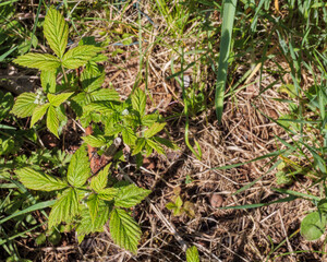 Fresh young Raspberry plant in natural setting for healthy concepts