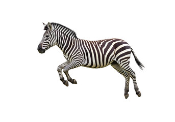Striking Zebra: Powerful Wildlife Photography on transparent background