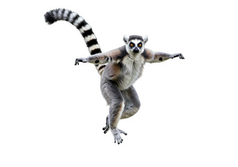 Ring-Tailed Lemur in Mid-Leap: A Striking Wildlife Pose on transparent background
