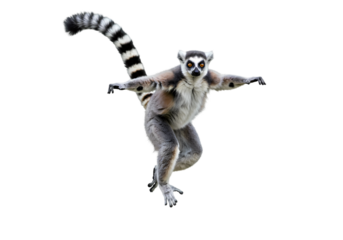 Ring-Tailed Lemur in Mid-Leap: A Striking Wildlife Pose on transparent background