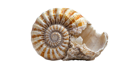 Ammonite Fossil Shell. Symbol Of Natural History And Geological Time Isolated On Transparent Background