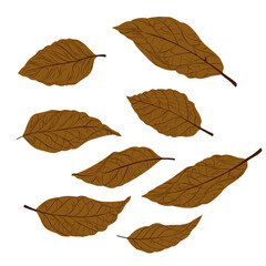 Obraz premium Set of Brown Autumn Leaves Illustration