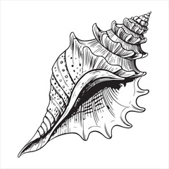Conch Shells Vector