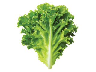 Green butterhead lettuce isolated on a transparent or white background
