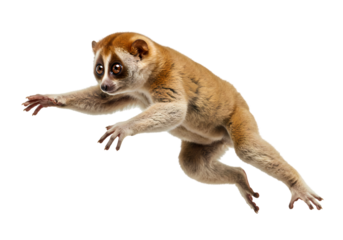 Slow Loris Leap: A Stunning Wildlife Photo on transparent background