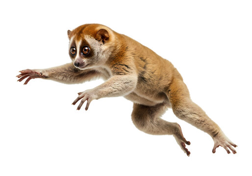 Slow Loris Leap: A Stunning Wildlife Photo on transparent background