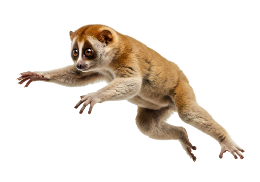 Slow Loris Leap: A Stunning Wildlife Photo on transparent background