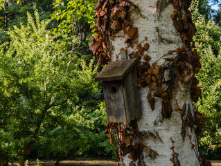 Sérénité d'un jardin forestier : un nichoir, promesse de biodiversité