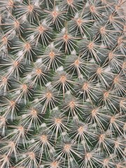 Prickly pear cactus. Surface of a cactus with needles