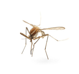 Mosquito isolated on white background