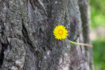 Yellow dandelion against the background of wood texture and green grass. Bright and saturated...